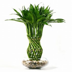 شامپو ضد ریزش بامبو فیبر مائویی