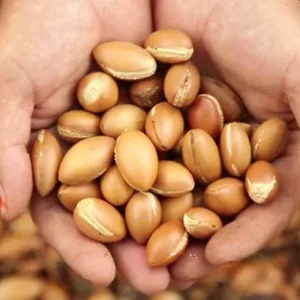 روغن موی آرگان اینکتو نرم کننده شاین و براق کننده عالی